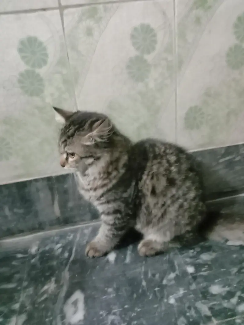 cat 