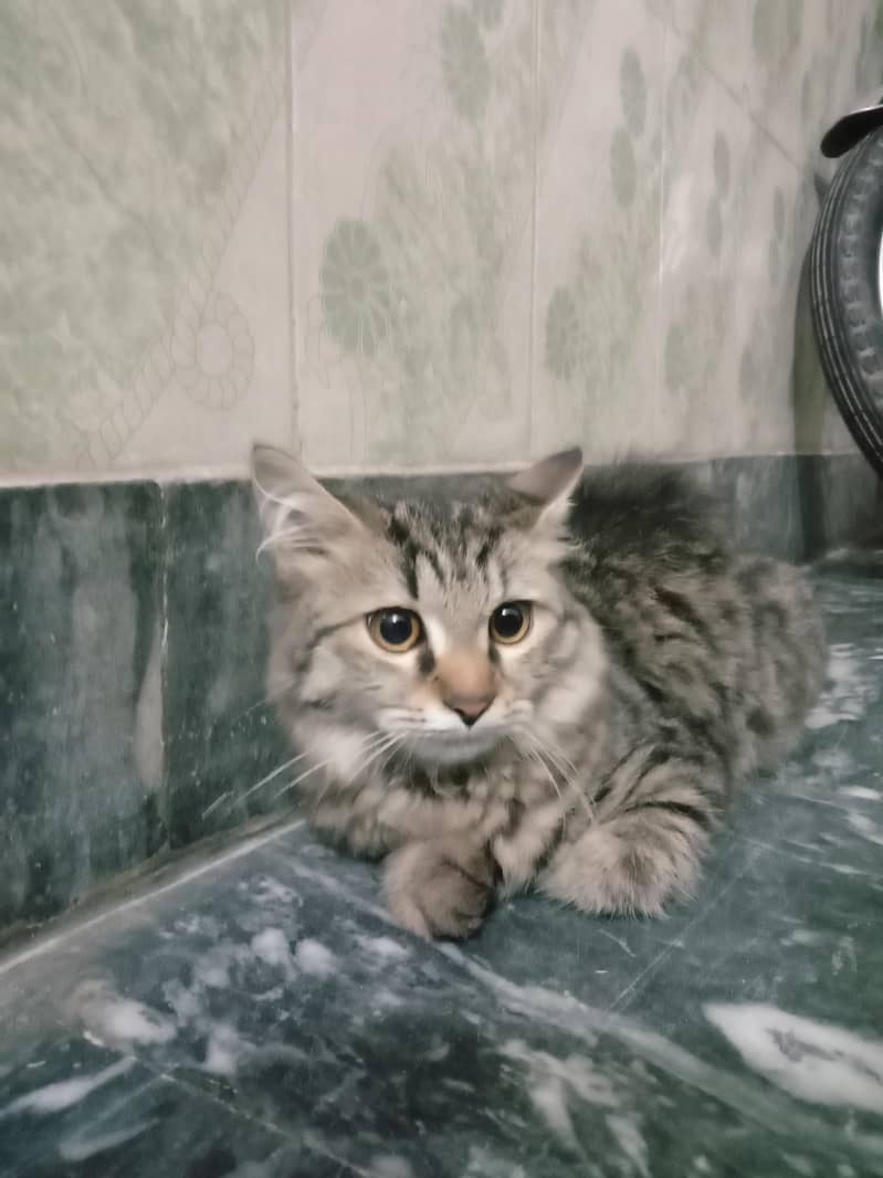 cat  1