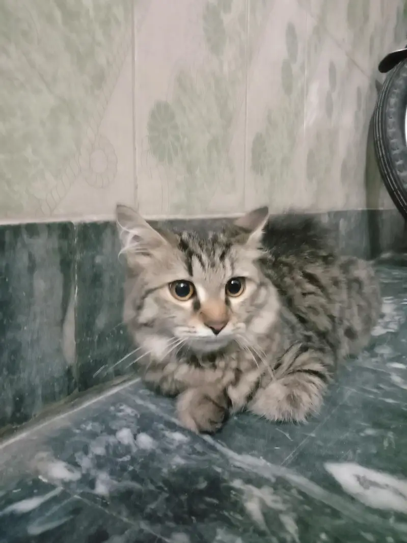 cat  — photo 2