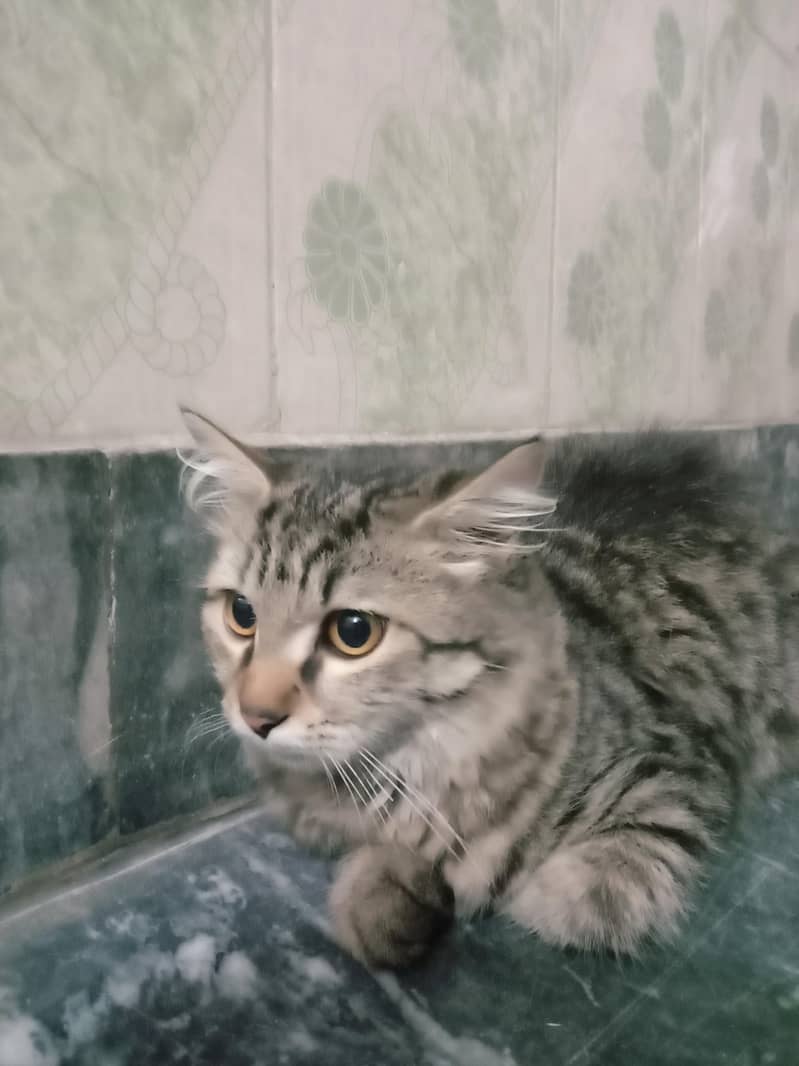 cat  2