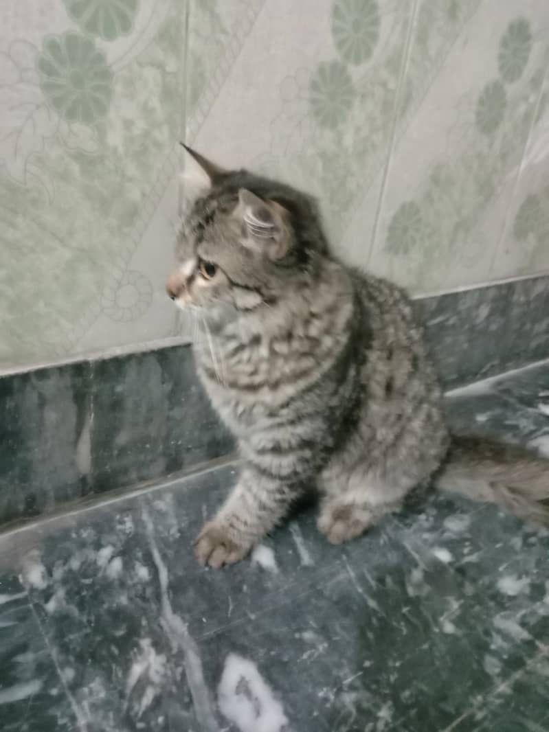 cat  3
