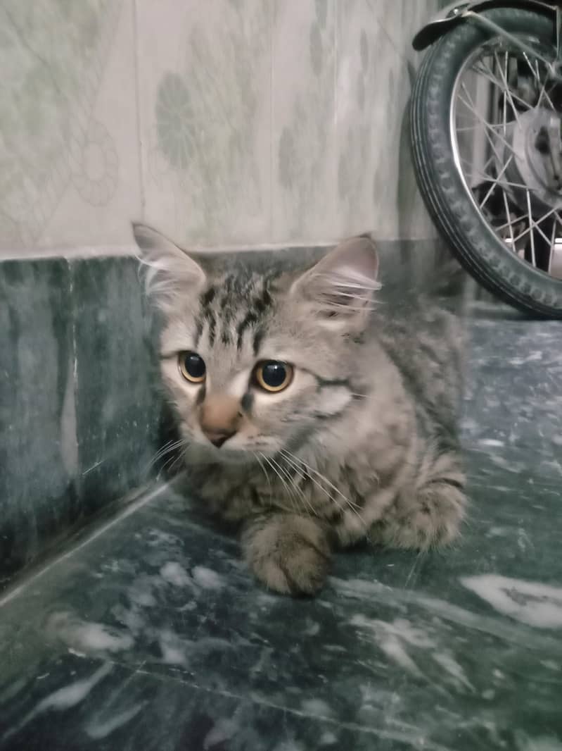 cat  4