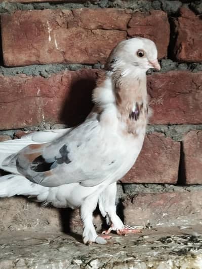 long face breeder female exchange with male