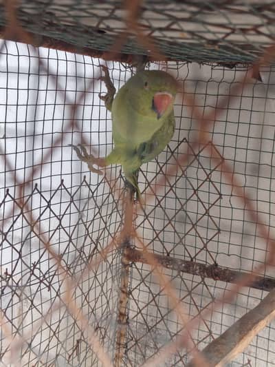 Healthy Green Ringneck Parrot for Sale 