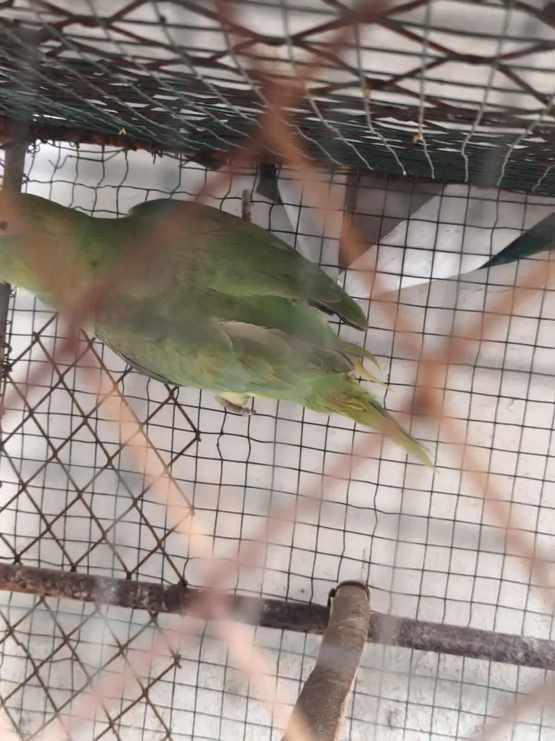Healthy Green Ringneck Parrot for Sale  — photo 2