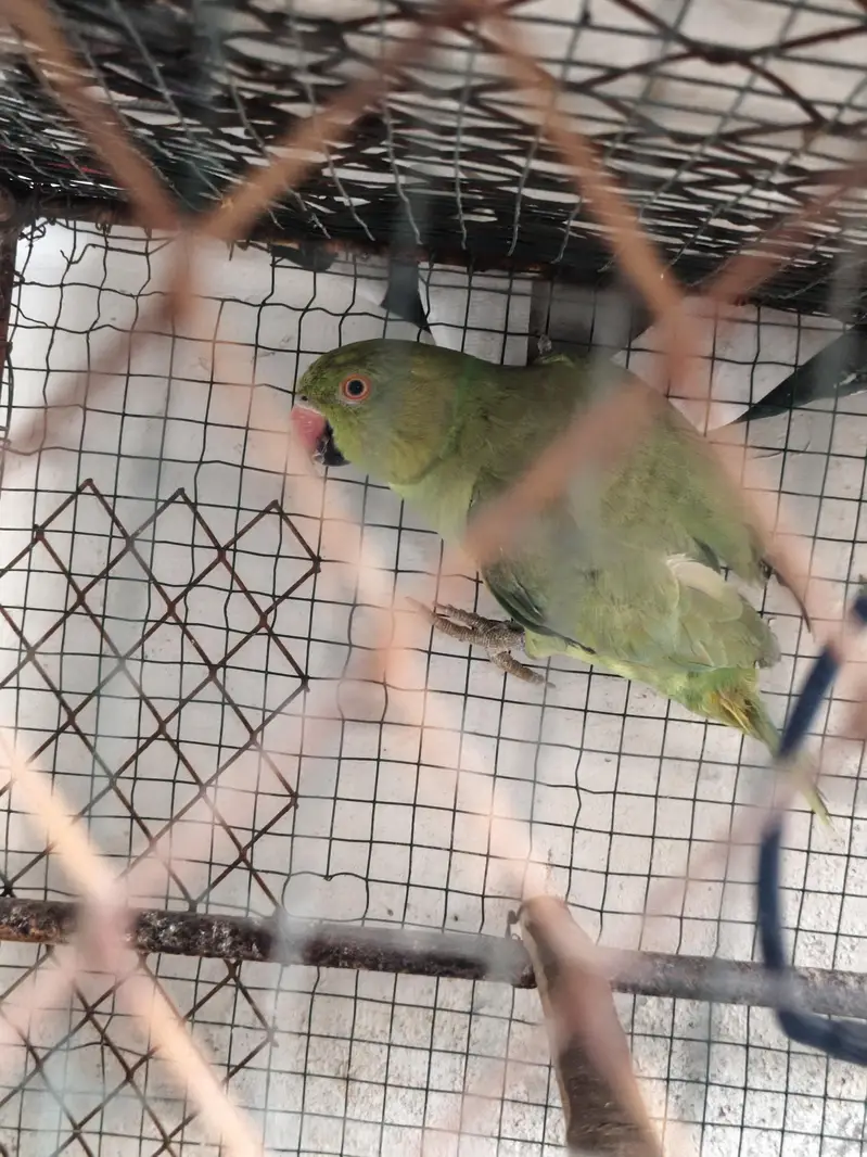 Healthy Green Ringneck Parrot for Sale  — photo 3