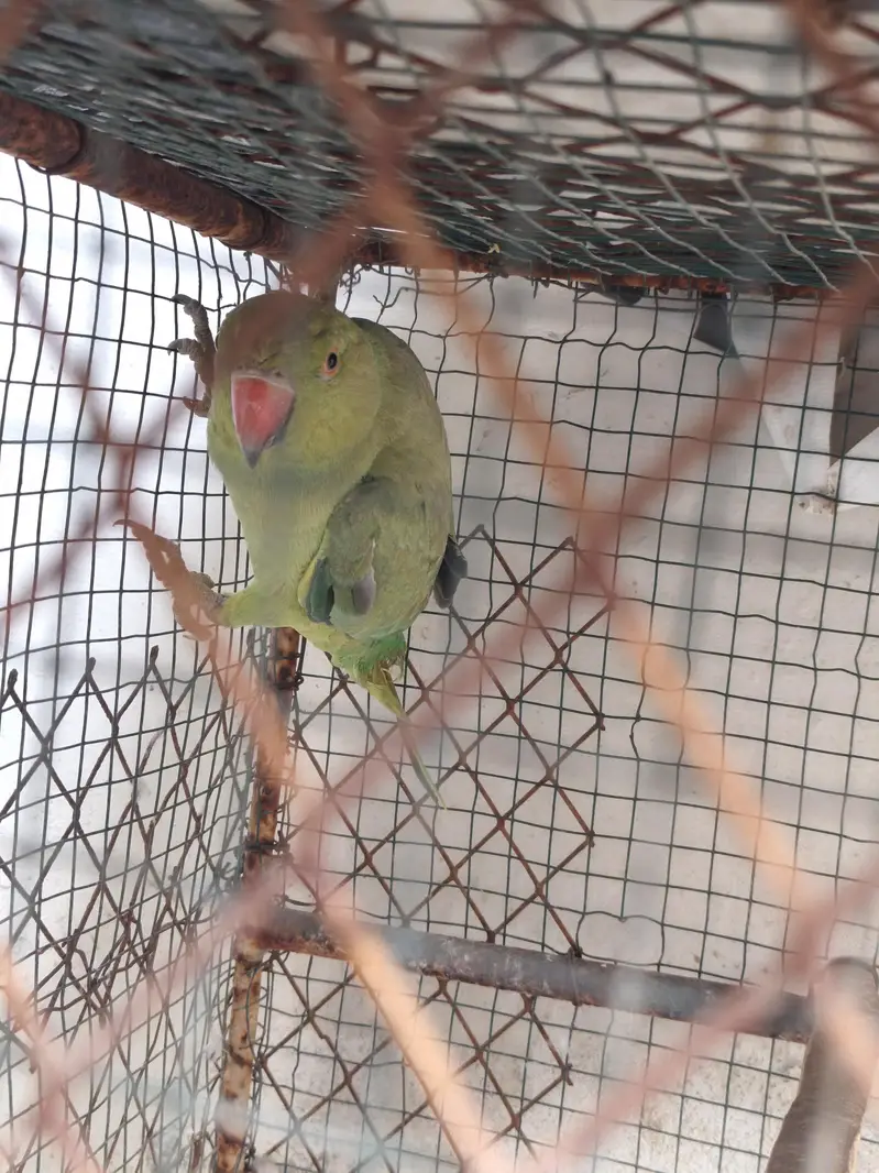 Healthy Green Ringneck Parrot for Sale  — photo 4