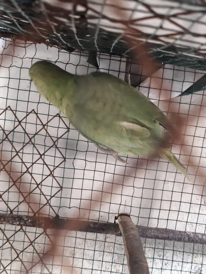 Healthy Green Ringneck Parrot for Sale  — photo 5