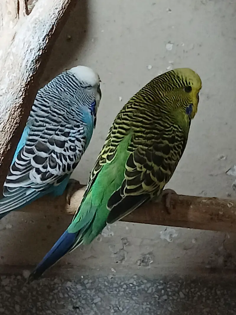 3 exibition pairs for sale — photo 2
