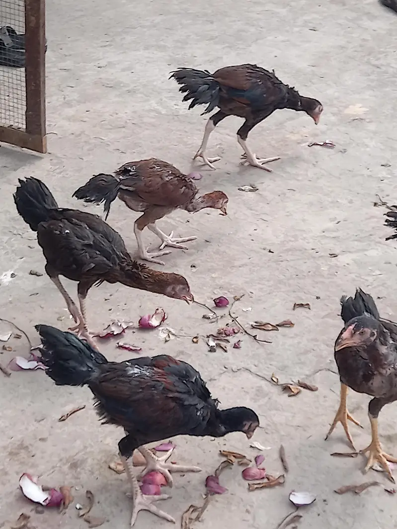 aseel phattay — photo 4