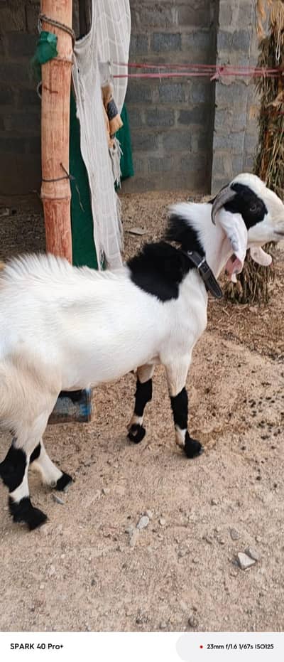 Bakra for sell