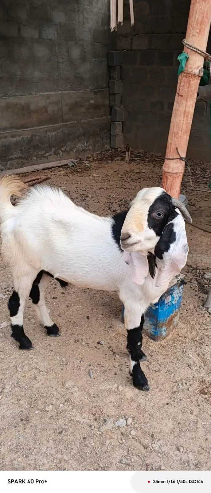 Bakra for sell — photo 2