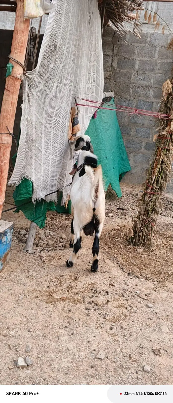 Bakra for sell — photo 3