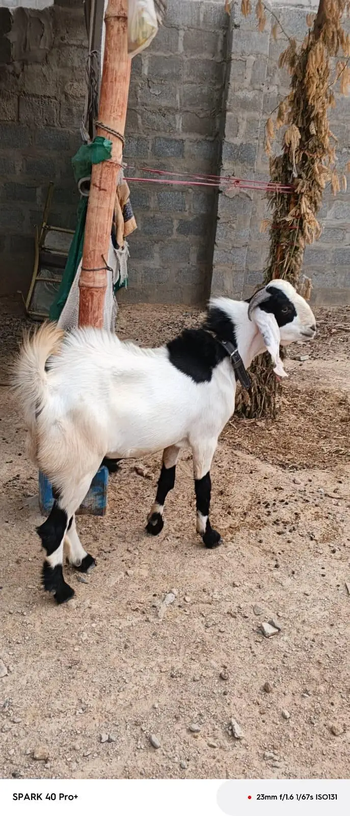 Bakra for sell — photo 4