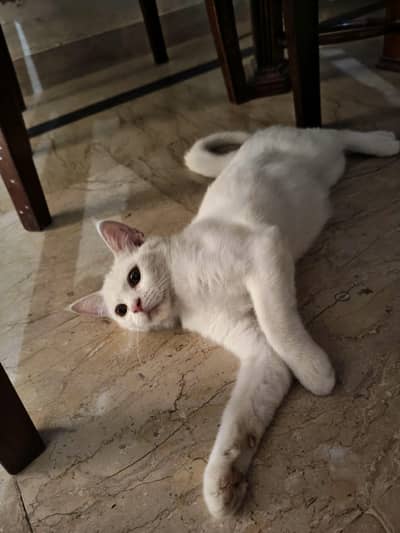 domestic short hair