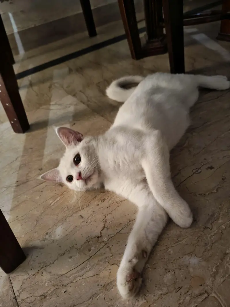 domestic short hair