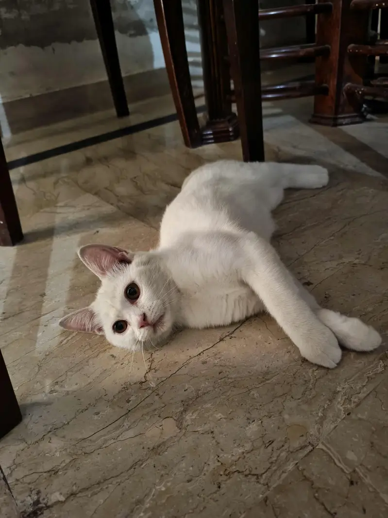 domestic short hair — photo 2