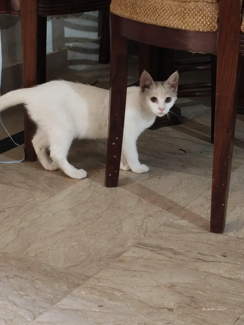 domestic short hair — photo 3