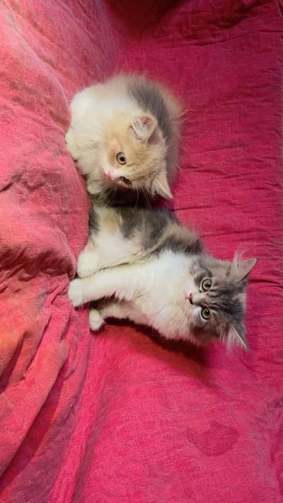 Persian pair for sale
