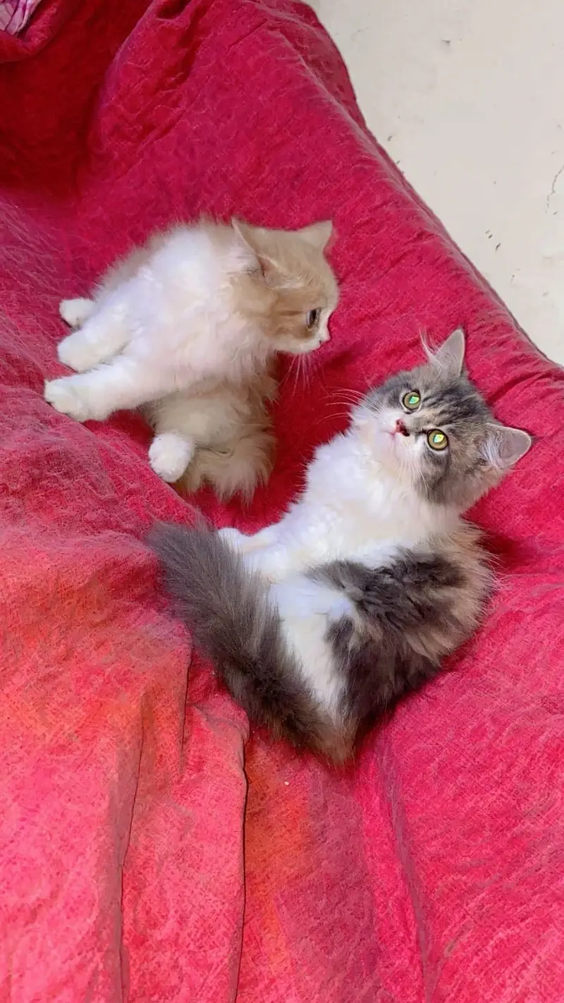 Persian pair for sale — photo 2