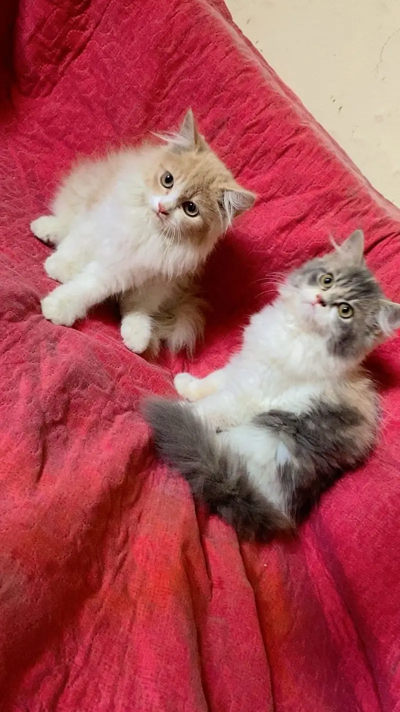 Persian pair for sale — photo 3