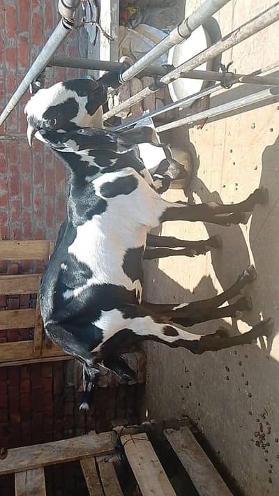 beetal bakri asal