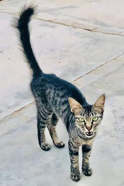 Friendly playful domestic cat