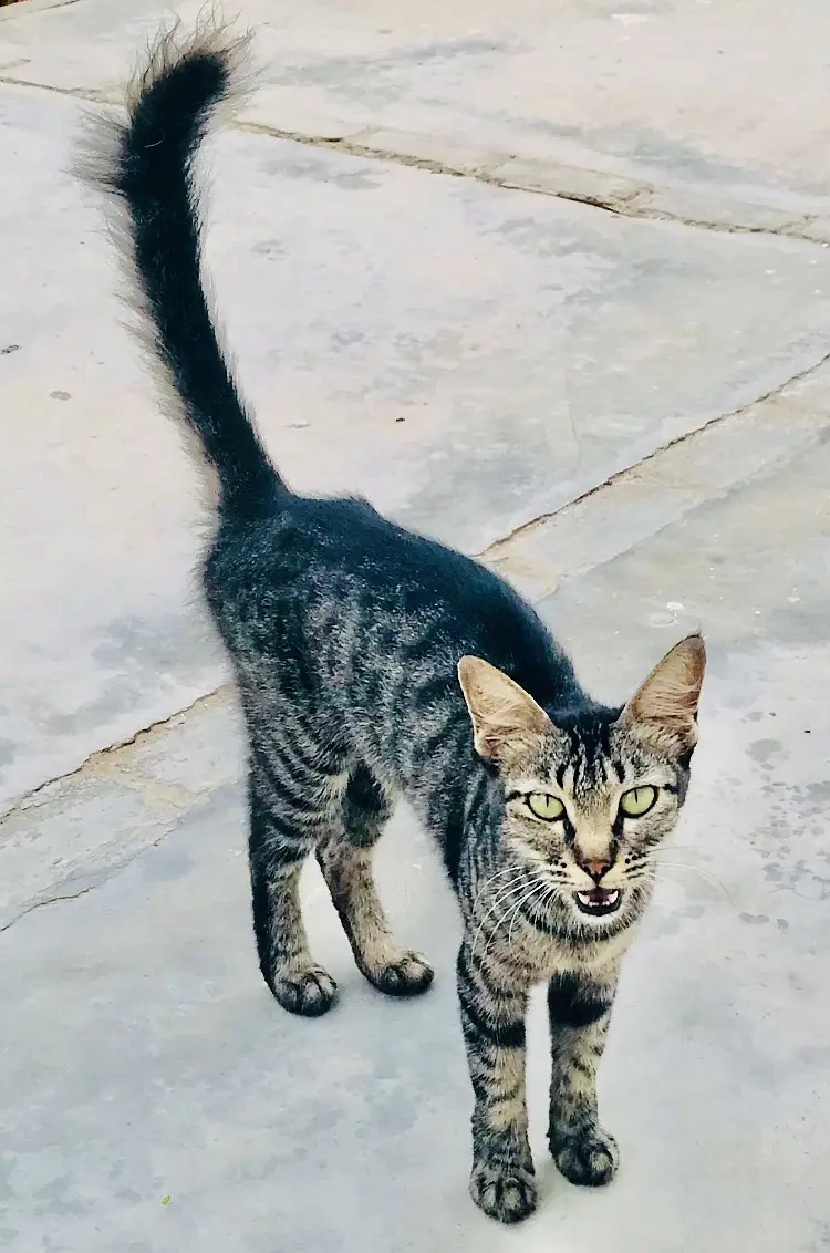 Friendly playful domestic cat