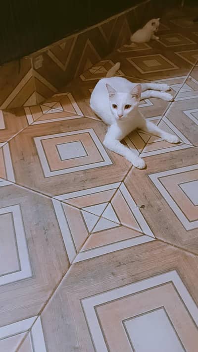 beautiful cat single coat