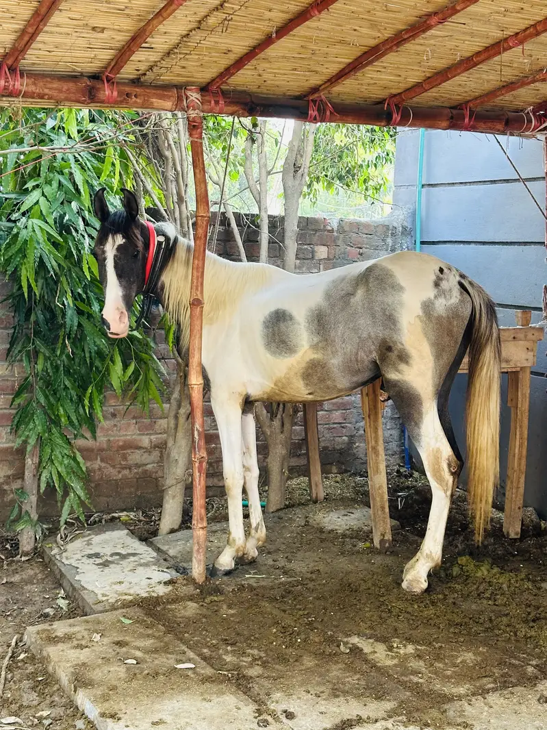 Pure desi wachera — photo 4