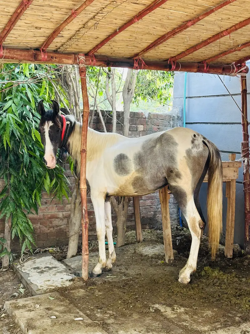 Pure desi wachera — photo 5