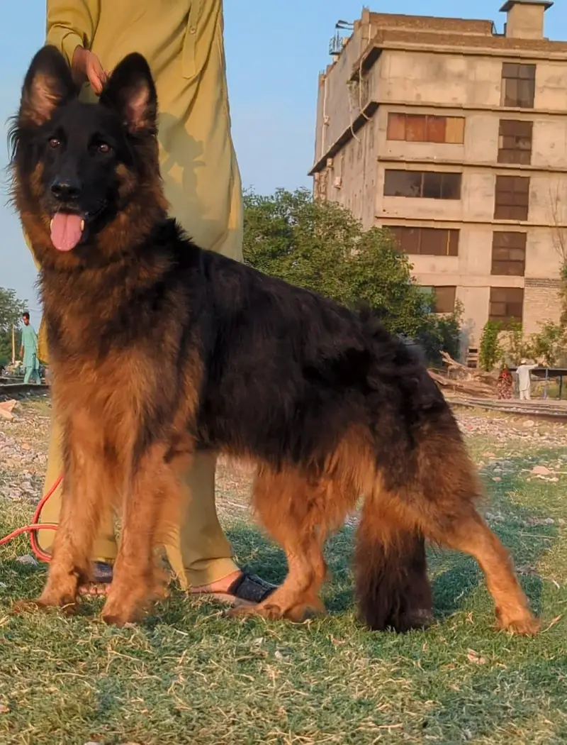 German shepherd female for sale — photo 2