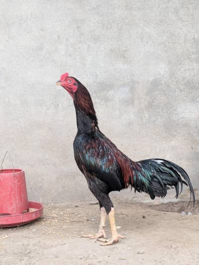 Aseel breeder male