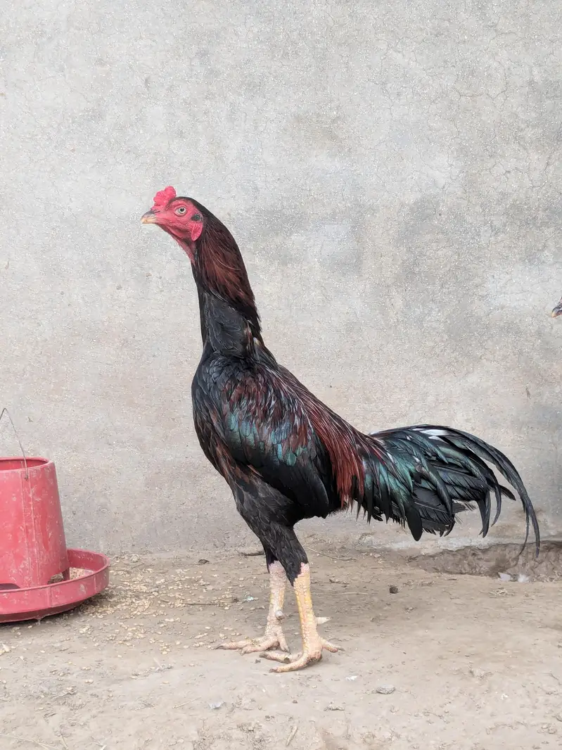 Aseel breeder male — photo 2