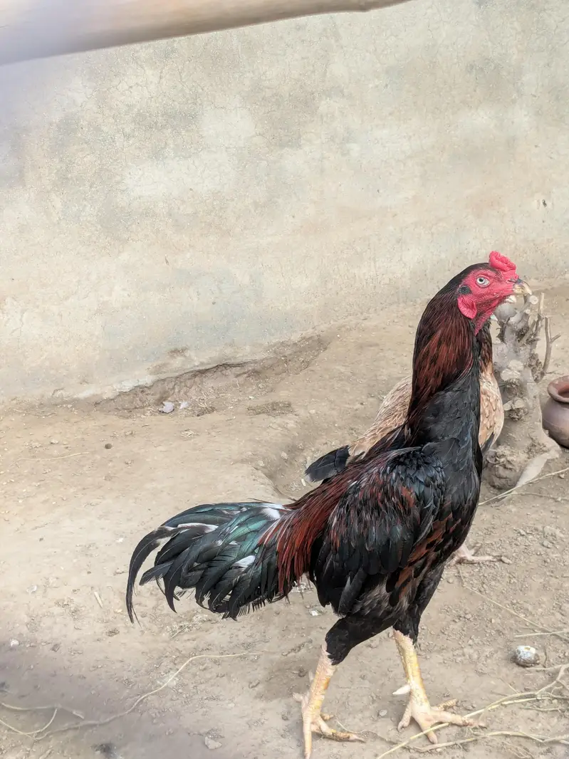 Aseel breeder male — photo 3
