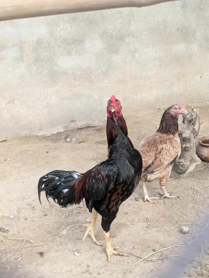 Aseel breeder male — photo 4