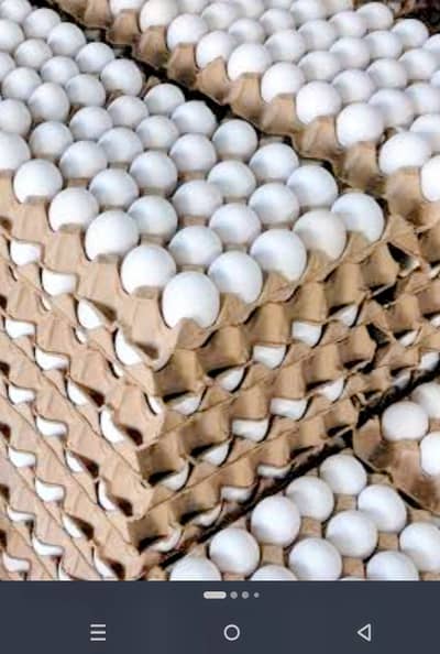 Eggs Sales Person On Commission Basis