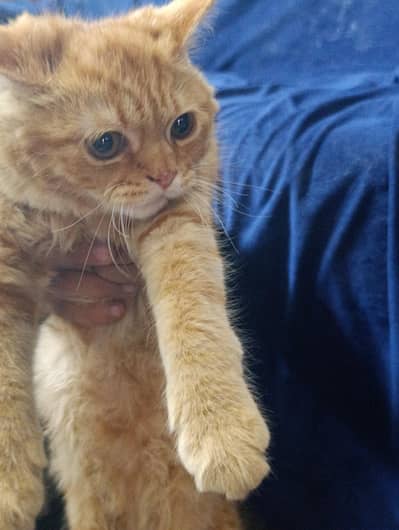Golden brown Persian cat