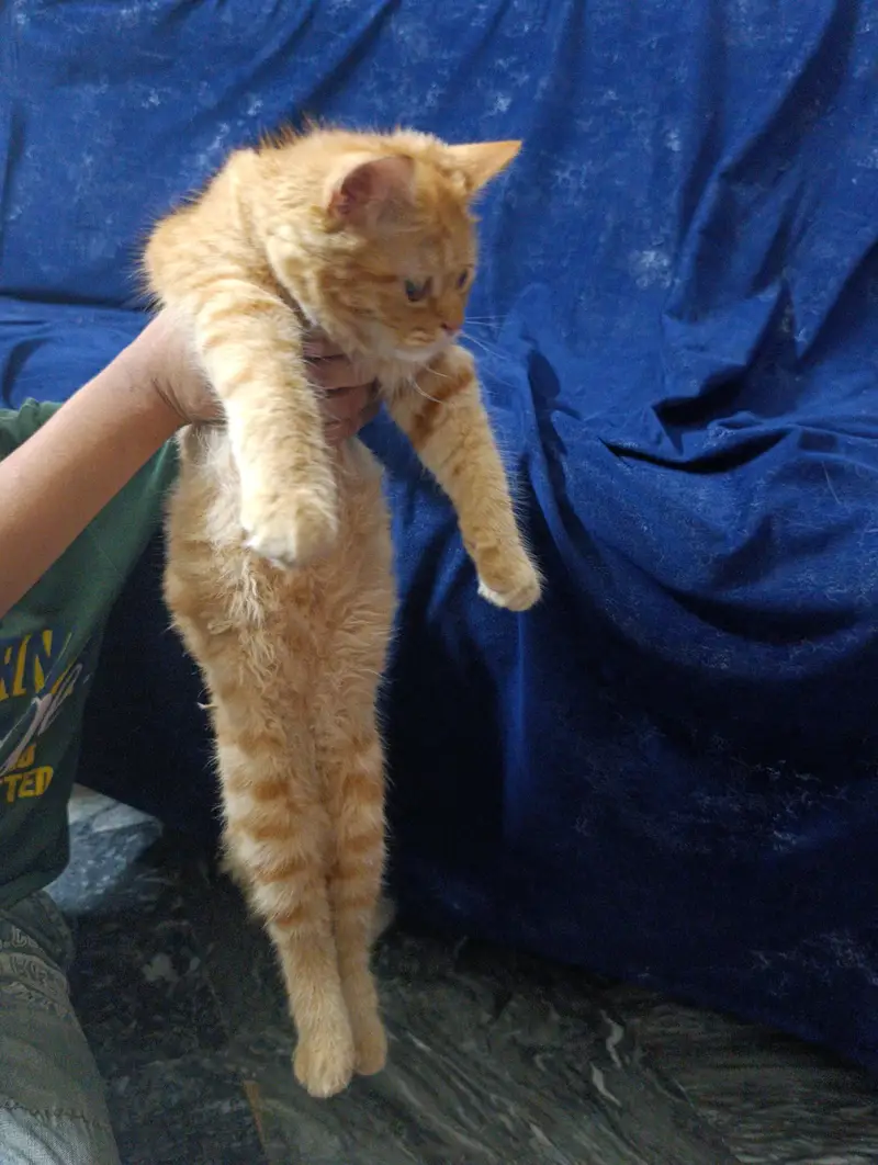 Golden brown Persian cat — photo 2