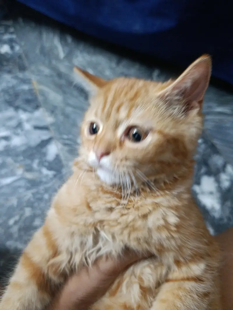 Golden brown Persian cat — photo 3