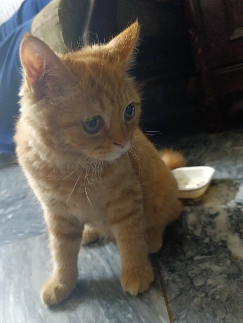 Golden brown Persian cat — photo 4