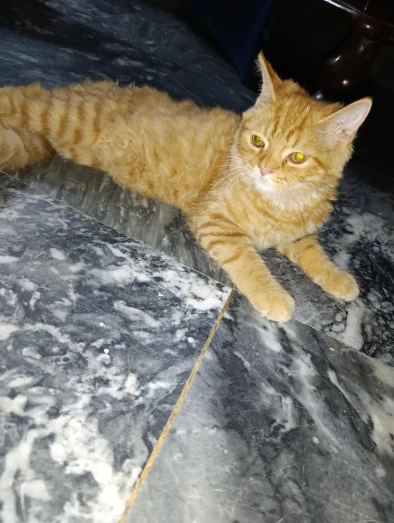 Golden brown Persian cat — photo 5