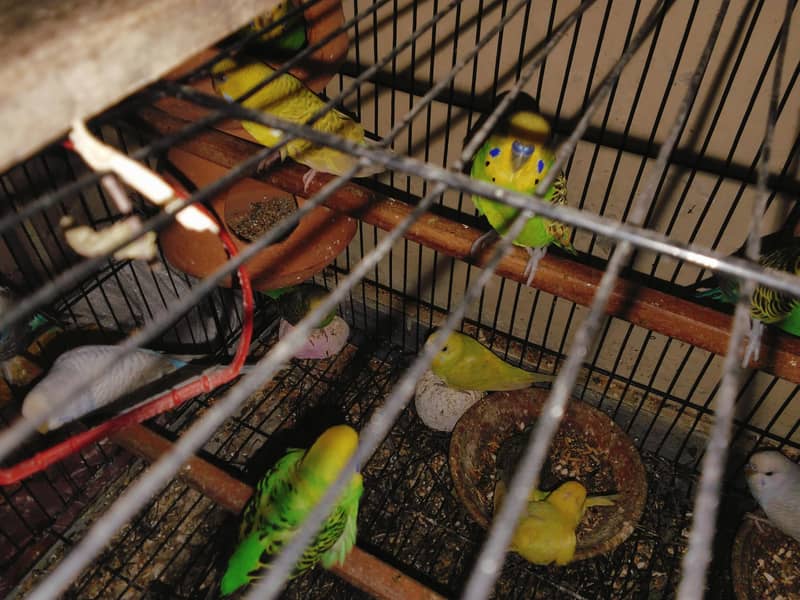 with cage 0
