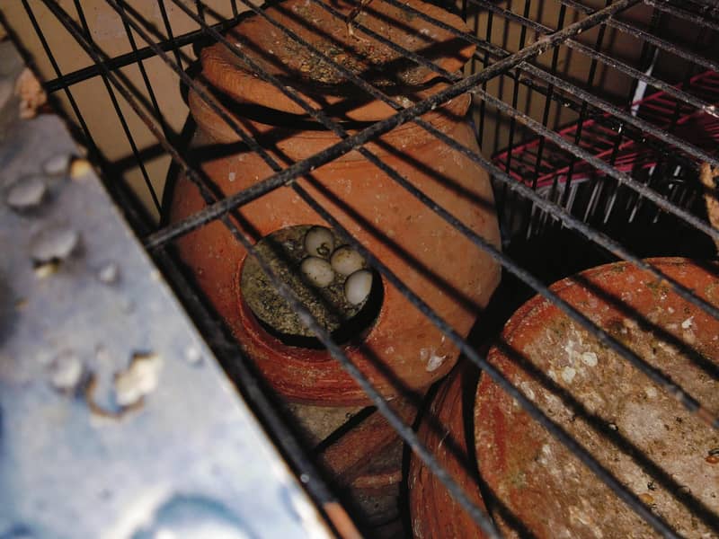 with cage 1