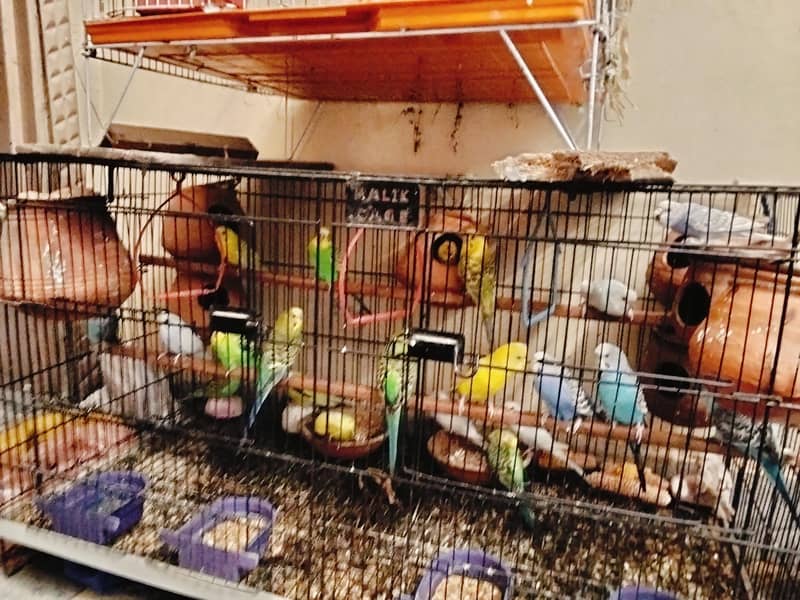 with cage 2