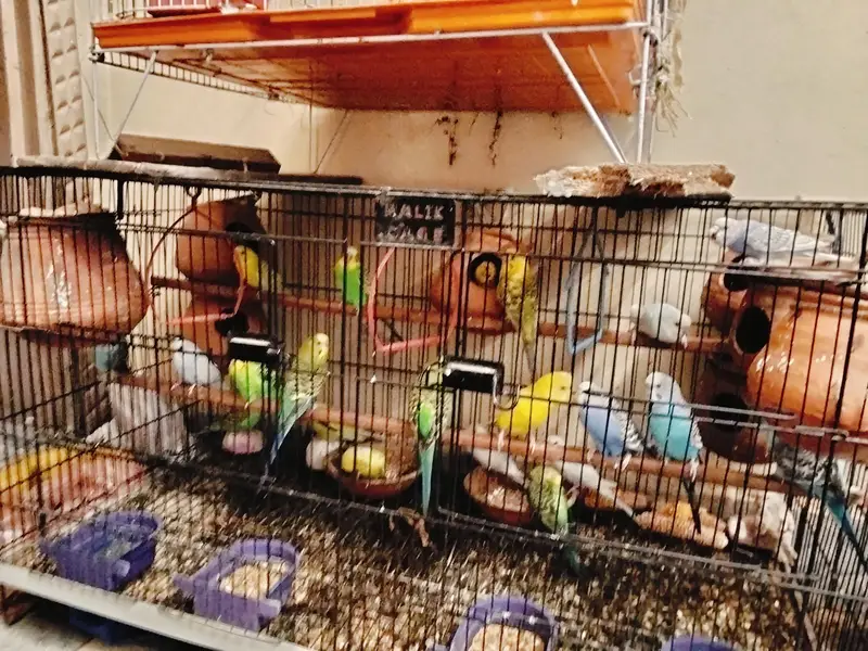 with cage — photo 3