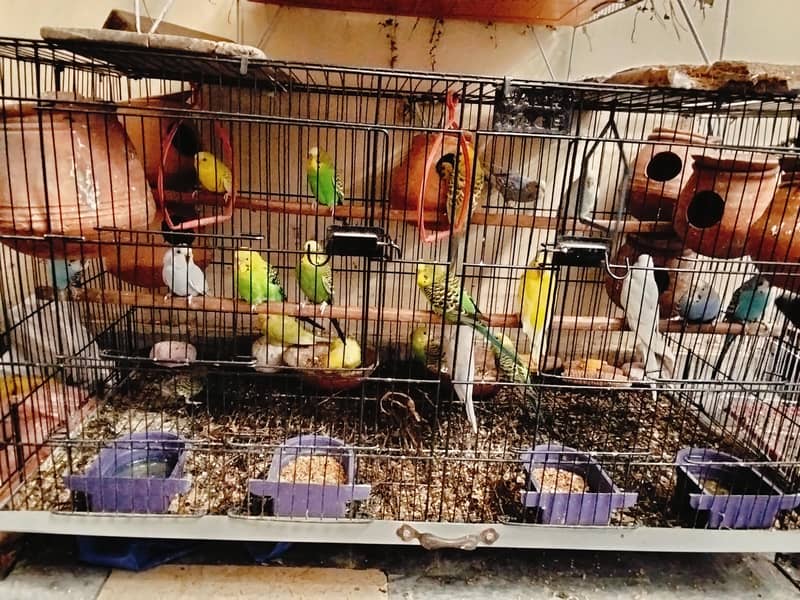 with cage 3