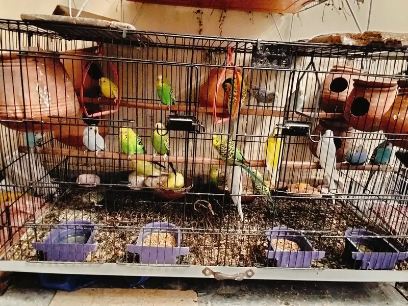 with cage — photo 4
