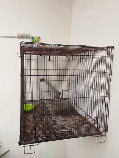 Birds