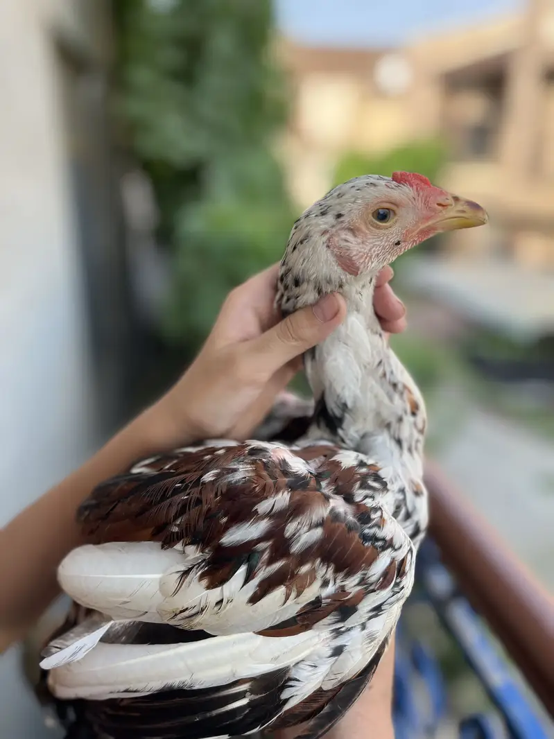 Aseel chick mian wali — photo 2